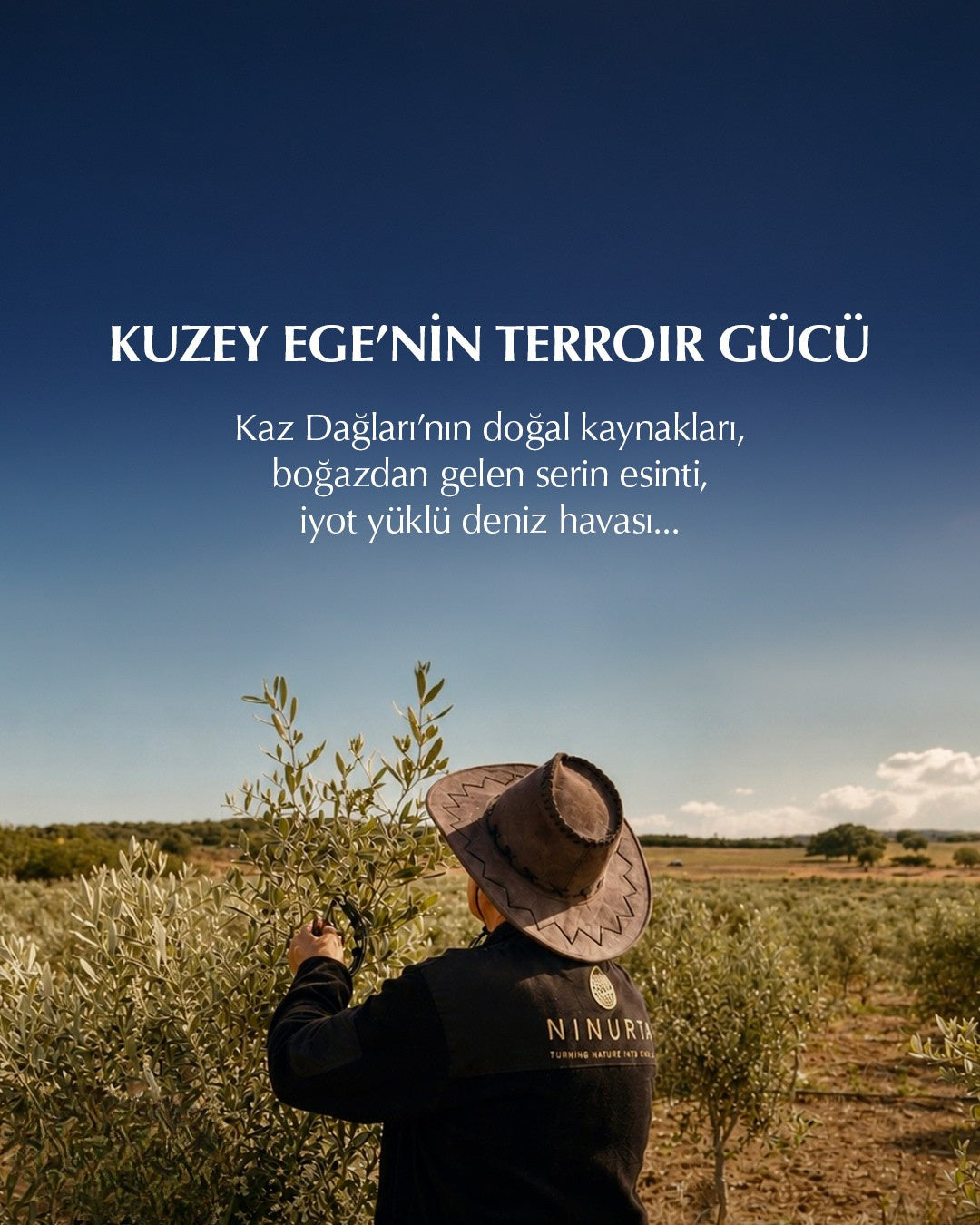 Ninurta zeytinlik