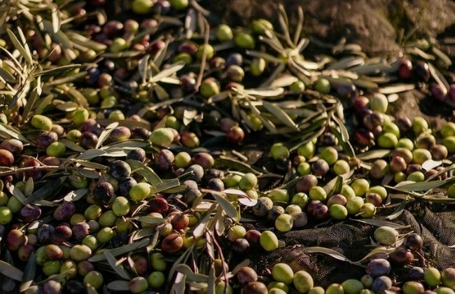 150'yi Aşkın Ödülle Dünyanın En İyi 6. Zeytinyağı Markası